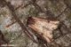 Axylia_putris_Noctuidae_9465_1000.jpg