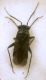 Pachytomella sp.JPG