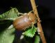 H. pilicollis.JPG