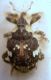 Hadroplontus trimaculatus (Fabricius 1775).JPG