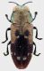 Neospades_chrysopygia_Queensland_Edungalba_Mourangee_1-I-1989_6,3mm_grey.jpg