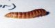 Larva 2 (20-4-14 Zaragoza).jpg
