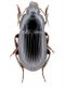 Harpalus serripes.jpg