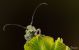 Saperda-punctata02_xs.jpg