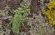 saperda-punctata03_xs.jpg