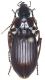 Carabidae_Tunisia_Nabeul_5-IV-1988.jpg