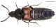 discipennis (Mulsant & Rey, 1853).jpg
