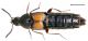 tenuicornis Kraatz, 1856.jpg
