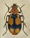 lebia.jpg