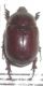 insetti da id 004f.JPG