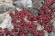 IMG_2102_Sedum_stefco.jpg