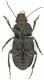 Harpalus_Medio_Atlante_ventre.jpg