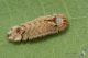 IMG_2039_Favonius_quercus.jpg