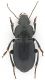 Harpalus_Medio_Atlante_dorso.jpg