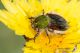 IMG_1983_Pygopleurus_.jpg