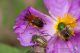 IMG_2033_glaphyridae.jpg