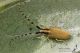 IMG_2408_Agapanthia_kirbyi.jpg