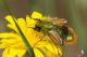 IMG_2502_Eulasia_pareyssei.jpg