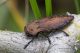 IMG_2504_Capnodis_tenebricosa.JPG