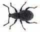 Otiorhynchus.jpg