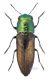 Sphenoptera sp RED firm.jpg