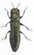 C. parallelus red firm.jpg