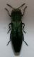 agrilus 1b.jpg