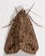 tempio6-81013 036mod1.jpg