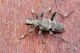 IMG_3435-3445_Rhagium_mordax_s.jpg