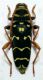 plagionotus arcuatus.jpg