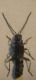Malthodes 003 B.jpg