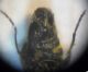 Malthodes 5 003 D.jpg