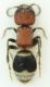 mutilidae4.jpg