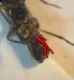 Malthodes 6 005 A.jpg