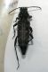 rusticoclytus.jpg