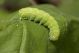 bruco verde.jpg
