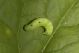 bruco verde2.jpg