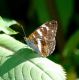 LIMENITIS CAMILLA DSC_0888 (12).jpg