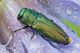 antaxia.jpg