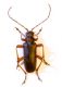 Anoplodera rufipes.jpg
