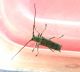 Saperda octopunctata 1.jpg