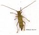 Saperda octopunctata 3a.jpg