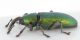 Aulacobaris-cuprirostris-lateral.jpg