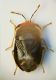 Heterottero geocoris.jpg