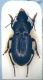 Harpalus_dissitus.jpg
