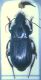 Harpalus_rufitarsoides.jpg