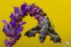 IMG_4028_Proserpinus_proserpina_.jpg