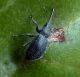 Phrissotrichum sp. (31-5-14 Cubel).jpg