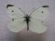 pieris 1.JPG