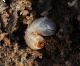 Larva in ceppo marcescente 1.jpg